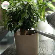 Load image into Gallery viewer, Close-up of Ficus Benjamina &#39;Midnight&#39;: This image features a detailed view of the Ficus Benjamina &#39;Midnight&#39; plant. The glossy, elongated leaves are a deep, rich shade of green with a hint of purple, creating a striking contrast against the surrounding foliage. The leaves are clustered densely along the slender branches, forming an elegant canopy. The smooth texture and shiny surface of the leaves add to the plant&#39;s overall allure, while the subtle veins and ridges enhance its visual appeal.
