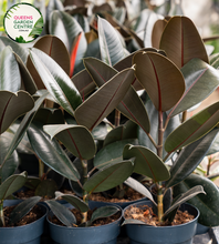 Load image into Gallery viewer, Close-up of Ficus elastica &#39;Melany&#39;: This image provides a detailed view of the leaves of the Ficus elastica &#39;Melany&#39; plant. The close-up reveals the glossy, oval-shaped leaves with prominent veins running through them. The leaves have a deep, rich green coloration with hints of burgundy, particularly along the edges.
