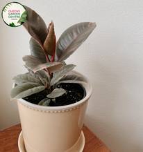 Load image into Gallery viewer, Close-up of Ficus elastica Ruby: This image showcases the vibrant ruby-colored leaves of the Ficus elastica Ruby plant, displaying its glossy texture and rich hue in detail.
