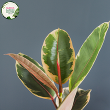 Load image into Gallery viewer, Close-up of Ficus elastica Ruby: This image showcases the vibrant ruby-colored leaves of the Ficus elastica Ruby plant, displaying its glossy texture and rich hue in detail.
