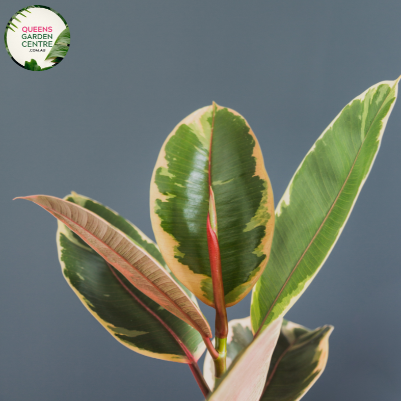 Close-up of Ficus elastica Ruby: This image showcases the vibrant ruby-colored leaves of the Ficus elastica Ruby plant, displaying its glossy texture and rich hue in detail.