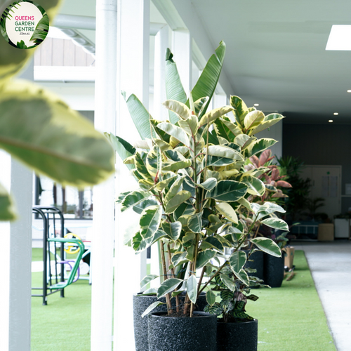 Ficus Tineke