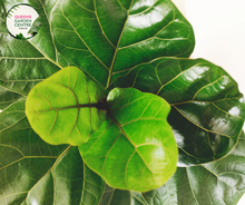 Load image into Gallery viewer, Ficus lyrata Tree
