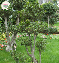 Load image into Gallery viewer, Alt text: Close-up photo of Ficus microcarpa &#39;Flash,&#39; showcasing its glossy green foliage and well-defined, upright growth. This evergreen shrub is an ideal choice for adding a touch of lushness and contemporary flair to indoor or outdoor spaces.
