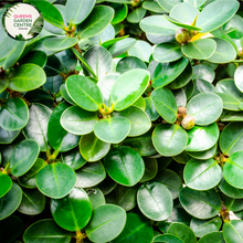 Load image into Gallery viewer, Alt text: Close-up photo of Ficus microcarpa &#39;Flash,&#39; showcasing its glossy green foliage and well-defined, upright growth. This evergreen shrub is an ideal choice for adding a touch of lushness and contemporary flair to indoor or outdoor spaces.
