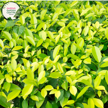 Load image into Gallery viewer, Alt text: Ficus microcarpa &#39;Hillii&#39; Standards plant, featuring a pair of elegantly pruned standards with glossy green leaves. Ideal for creating a sophisticated focal point in both indoor and outdoor settings, adding a touch of natural refinement to any space.
