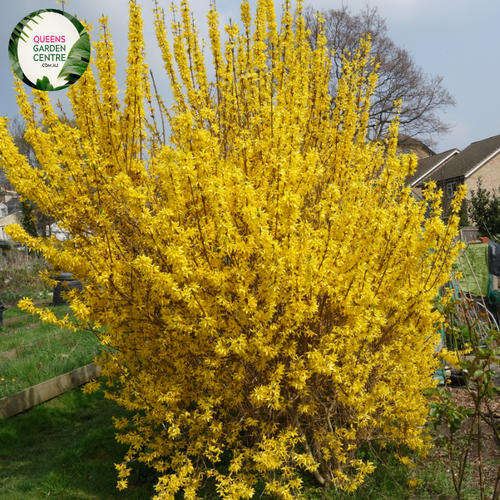 Close-up of Forsythia 'Princeton Gold' plant showcasing its vibrant, bright yellow flowers clustered along bare branches. The blossoms are small, star-shaped, and densely packed, creating a stunning contrast against the backdrop of emerging green foliage. The image captures the intricate details of the flowers, highlighting their delicate petals and the rich golden hue that signifies early spring.