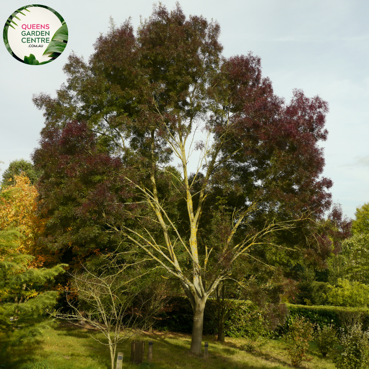 Alt text: Close-up photo of Fraxinus angustifolia 'Raywood,' commonly known as Claret Ash. This deciduous tree is renowned for its vibrant autumn foliage, displaying deep claret or wine-red leaves. A stunning addition to landscapes, offering seasonal beauty and shade.