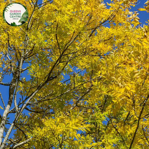 Alt text: Close-up photo of Fraxinus excelsior 'Aurea,' the Golden Ash plant. This deciduous tree stands out with its bright golden-yellow foliage, adding a striking burst of color to landscapes. Ideal for providing both shade and visual interest, enhancing gardens with its vibrant and dynamic presence.