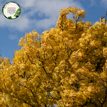 Load image into Gallery viewer, Alt text: Close-up photo of Fraxinus excelsior &#39;Aurea,&#39; the Golden Ash plant. This deciduous tree stands out with its bright golden-yellow foliage, adding a striking burst of color to landscapes. Ideal for providing both shade and visual interest, enhancing gardens with its vibrant and dynamic presence.
