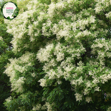 Load image into Gallery viewer, Close-up of a Fraxinus griffithii (Evergreen Ash) plant. The image features elongated, lance-shaped leaves with a glossy, dark green surface. The leaves are arranged in opposite pairs along slender, greenish-brown stems, creating a symmetrical and orderly appearance. Each leaf has a smooth edge and a prominent central vein, with finer veins branching out, adding texture to the leaf surface.
