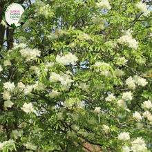 Load image into Gallery viewer, Close-up of a Fraxinus griffithii (Evergreen Ash) plant. The image features elongated, lance-shaped leaves with a glossy, dark green surface. The leaves are arranged in opposite pairs along slender, greenish-brown stems, creating a symmetrical and orderly appearance. Each leaf has a smooth edge and a prominent central vein, with finer veins branching out, adding texture to the leaf surface.
