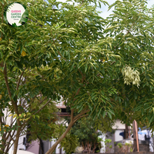 Load image into Gallery viewer, Close-up of a Fraxinus griffithii (Evergreen Ash) plant. The image features elongated, lance-shaped leaves with a glossy, dark green surface. The leaves are arranged in opposite pairs along slender, greenish-brown stems, creating a symmetrical and orderly appearance. Each leaf has a smooth edge and a prominent central vein, with finer veins branching out, adding texture to the leaf surface.
