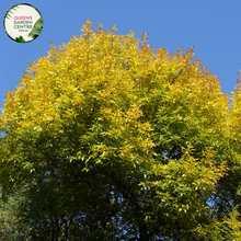 Load image into Gallery viewer, Alt text: Fraxinus pennsylvanica &#39;Urbanite&#39;, commonly known as Urbanite ash, is a deciduous tree valued for its adaptability to urban environments. It features a tall, upright growth habit with a rounded crown and dark green foliage. In autumn, the leaves turn vibrant shades of yellow before dropping. The bark is smooth and gray, adding visual interest to the landscape. Urbanite ash is commonly used as a street tree, shade tree, or specimen tree in urban and suburban areas.
