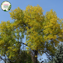 Load image into Gallery viewer, Alt text: Fraxinus pennsylvanica &#39;Urbanite&#39;, commonly known as Urbanite ash, is a deciduous tree valued for its adaptability to urban environments. It features a tall, upright growth habit with a rounded crown and dark green foliage. In autumn, the leaves turn vibrant shades of yellow before dropping. The bark is smooth and gray, adding visual interest to the landscape. Urbanite ash is commonly used as a street tree, shade tree, or specimen tree in urban and suburban areas.
