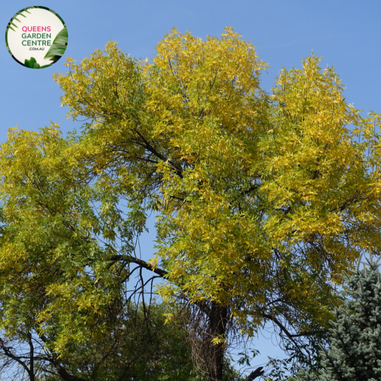 Alt text: Fraxinus pennsylvanica 'Urbanite', commonly known as Urbanite ash, is a deciduous tree valued for its adaptability to urban environments. It features a tall, upright growth habit with a rounded crown and dark green foliage. In autumn, the leaves turn vibrant shades of yellow before dropping. The bark is smooth and gray, adding visual interest to the landscape. Urbanite ash is commonly used as a street tree, shade tree, or specimen tree in urban and suburban areas.