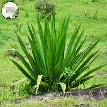 Load image into Gallery viewer, Alt text: Furcraea bedinghausii is a striking succulent plant with a rosette of long, sword-shaped leaves. Native to Central America, it features stiff, bluish-green foliage with serrated edges and a pointed tip. This drought-tolerant plant produces a tall flower spike adorned with small white flowers. Its architectural form and dramatic appearance make it a popular choice for tropical and arid gardens, where it adds texture and visual interest to landscapes.
