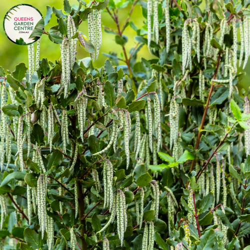 Close-up of Garrya Elliptica: This image shows a detailed view of the Garrya elliptica plant, commonly known as the Silk Tassel Bush.