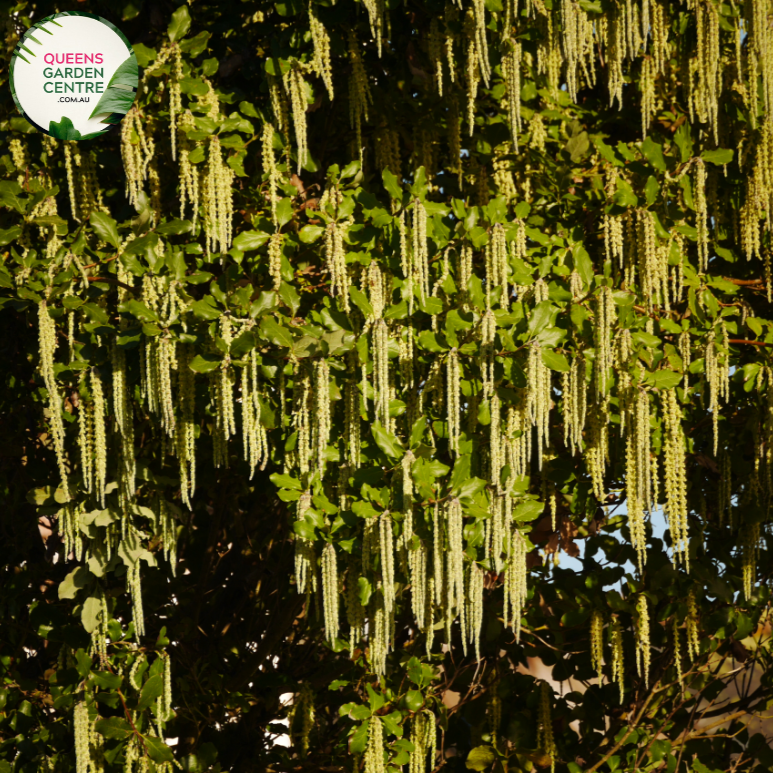 Close-up of Garrya Elliptica: This image shows a detailed view of the Garrya elliptica plant, commonly known as the Silk Tassel Bush.