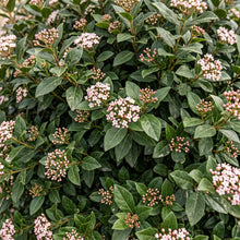 Load image into Gallery viewer, Viburnum Tinus
