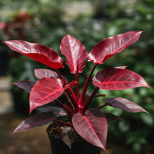 Load image into Gallery viewer, Philodendron Imperial Red

