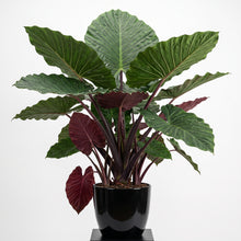 Load image into Gallery viewer, Alocasia Hybrid 'Imperial Red'
