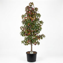 Load image into Gallery viewer, Liquidambar Styraciflua
