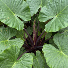 Load image into Gallery viewer, Alocasia Hybrid 'Imperial Red'
