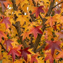 Load image into Gallery viewer, Liquidambar Styraciflua
