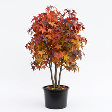 Load image into Gallery viewer, Liquidambar Styraciflua
