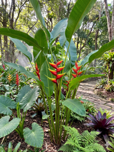 Load image into Gallery viewer, Heliconia Manoa Sunrise
