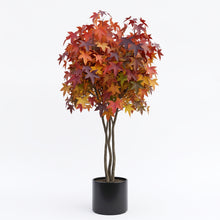 Load image into Gallery viewer, Liquidambar Styraciflua
