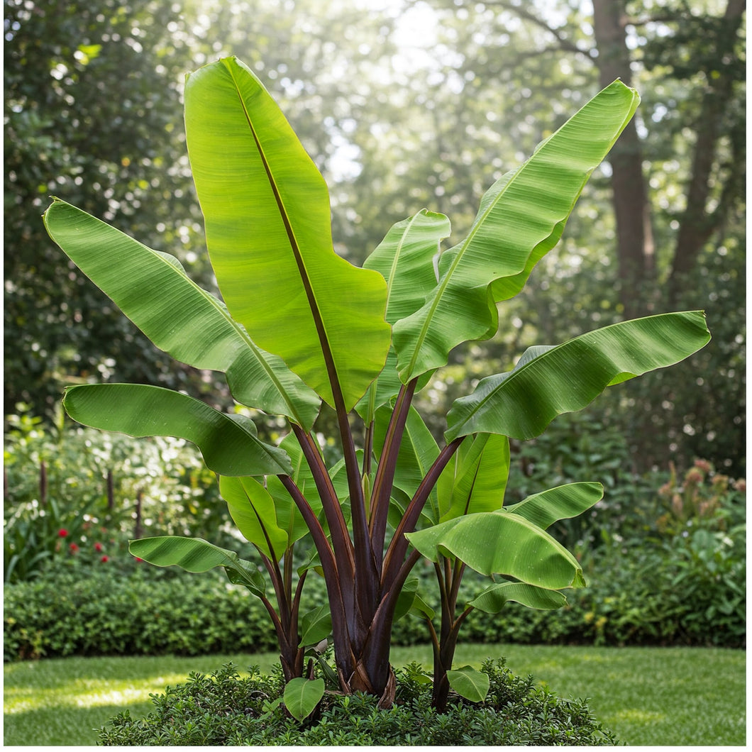 banana leaf palm plant Musa acuminata