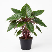 Load image into Gallery viewer, Alocasia Hybrid 'Imperial Red'
