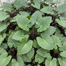 Load image into Gallery viewer, Alocasia Hybrid 'Imperial Red'
