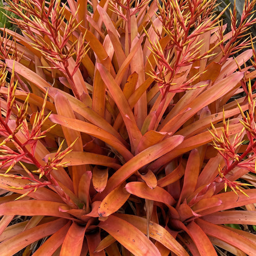 Aechmea Blanchetiana