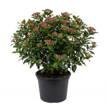 Load image into Gallery viewer, Viburnum Tinus
