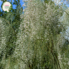 Load image into Gallery viewer, Close-up of Genista monosperma, commonly known as the Weeping Bridal Veil plant. The image features delicate, slender green stems adorned with small, narrow, bright green leaves. The focal point is the clusters of tiny, creamy white flowers that form dense, cascading sprays, creating a veil-like effect.
