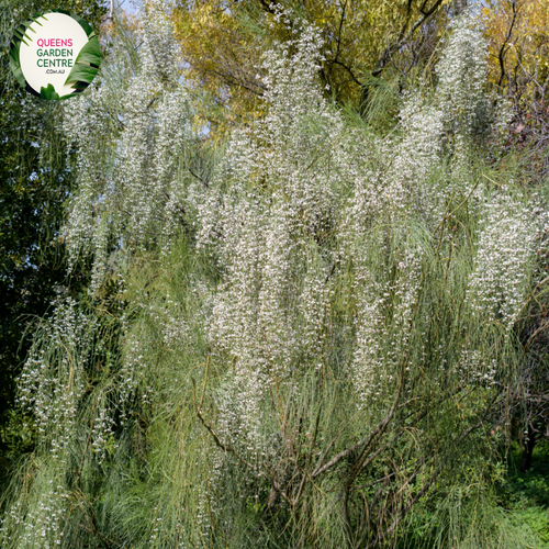 Close-up of Genista monosperma, commonly known as the Weeping Bridal Veil plant. The image features delicate, slender green stems adorned with small, narrow, bright green leaves. The focal point is the clusters of tiny, creamy white flowers that form dense, cascading sprays, creating a veil-like effect.