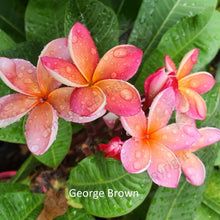 Load image into Gallery viewer, &quot;Close-up of George Brown Frangipani: A mesmerizing blend of deep orange and fiery red hues adorns the velvety petals of the flower. The intricate details of the flower&#39;s center, with its contrasting yellow stamen, are captured in exquisite detail. This close-up shot showcases the vibrant colors and captivating beauty of the George Brown Frangipani plant.&quot;
