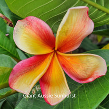 Load image into Gallery viewer, &quot;Close-up of Giant Aussie Sunburst Frangipani: The large, radiant petals of the flower exhibit a striking gradient of golden yellow transitioning to vibrant orange at the edges. Delicate streaks of red accentuate the warm hues, while the intricate textures of the petals create a captivating visual display. This close-up shot beautifully highlights the vibrant colors and intricate details of the Giant Aussie Sunburst Frangipani plant.&quot;
