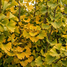 Load image into Gallery viewer, Ginkgo Biloba Maidenhair Tree
