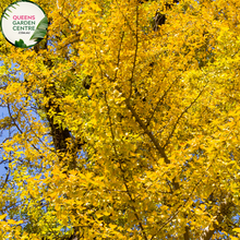 Load image into Gallery viewer, Ginkgo Biloba Maidenhair Tree Pleached
