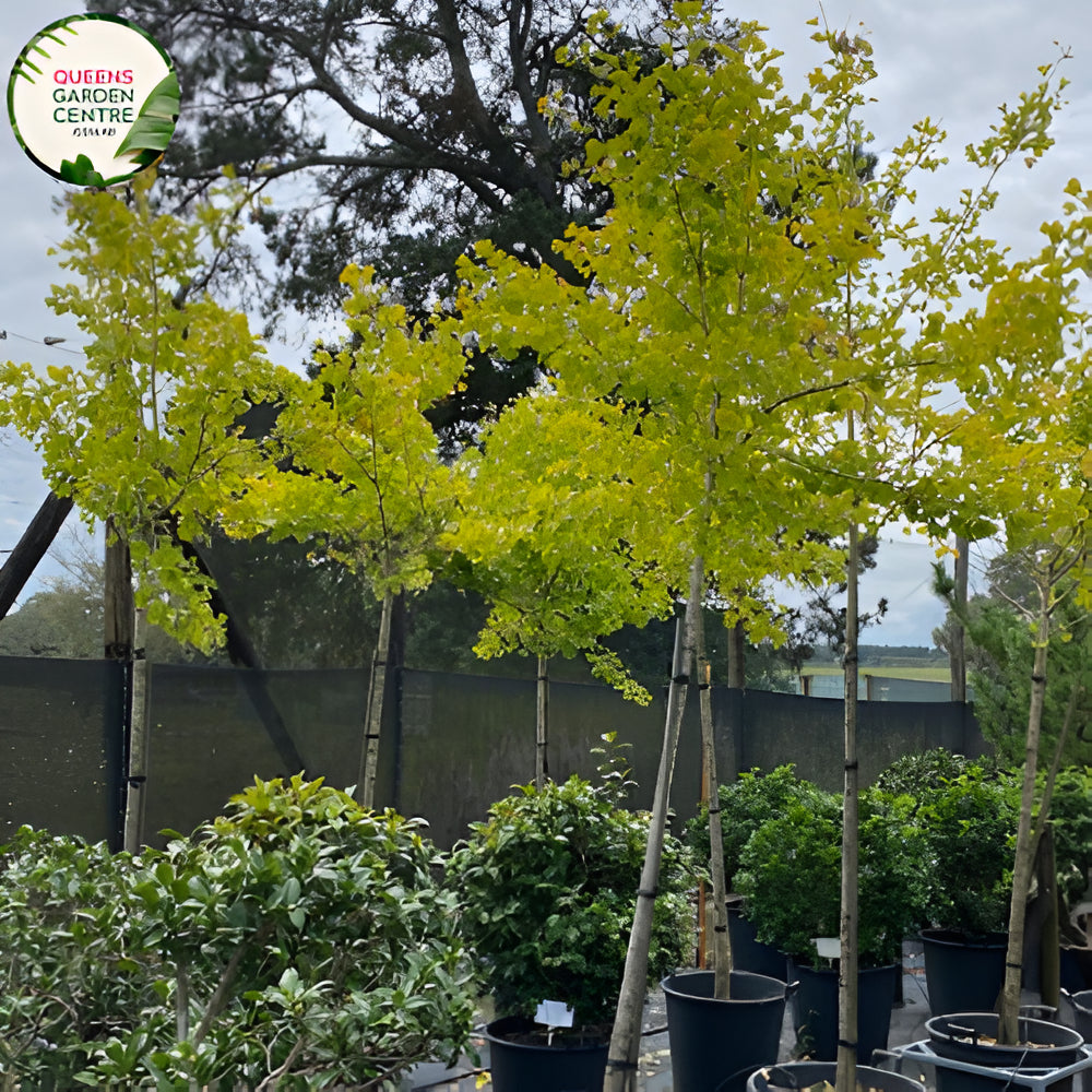 Ginkgo Biloba Maidenhair Tree Pleached