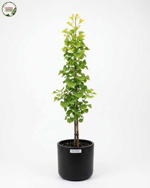 Ginkgo biloba Lemonlime Spire (Menhir)