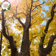 Load image into Gallery viewer, Alt text: Ginkgo biloba, commonly known as the Maidenhair Tree, featuring distinctive fan-shaped leaves. This deciduous tree is renowned for its unique foliage, which turns vibrant yellow in the fall. A resilient and ancient species, the Ginkgo Biloba adds both ornamental value and historical significance to gardens and landscapes.
