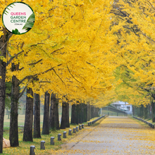 Load image into Gallery viewer, Alt text: Ginkgo biloba, commonly known as the Maidenhair Tree, featuring distinctive fan-shaped leaves. This deciduous tree is renowned for its unique foliage, which turns vibrant yellow in the fall. A resilient and ancient species, the Ginkgo Biloba adds both ornamental value and historical significance to gardens and landscapes.
