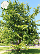 Load image into Gallery viewer, Alt text: Ginkgo biloba, commonly known as the Maidenhair Tree, featuring distinctive fan-shaped leaves. This deciduous tree is renowned for its unique foliage, which turns vibrant yellow in the fall. A resilient and ancient species, the Ginkgo Biloba adds both ornamental value and historical significance to gardens and landscapes.
