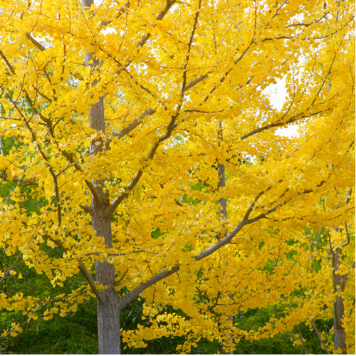 Alt text: Ginkgo biloba, commonly known as the Maidenhair Tree, featuring distinctive fan-shaped leaves. This deciduous tree is renowned for its unique foliage, which turns vibrant yellow in the fall. A resilient and ancient species, the Ginkgo Biloba adds both ornamental value and historical significance to gardens and landscapes.
