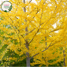 Load image into Gallery viewer, Alt text: Ginkgo biloba, commonly known as the Maidenhair Tree, featuring distinctive fan-shaped leaves. This deciduous tree is renowned for its unique foliage, which turns vibrant yellow in the fall. A resilient and ancient species, the Ginkgo Biloba adds both ornamental value and historical significance to gardens and landscapes.
